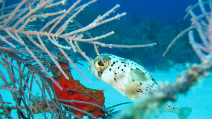 Porcupinefishes (53)_5665